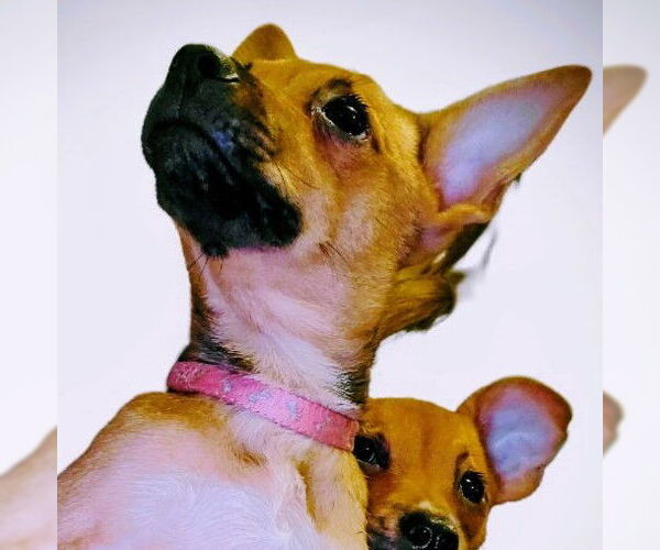 Medium Photo #5 Chihuahua-Unknown Mix Puppy For Sale in Brooklyn Center, MN, USA