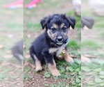 Small Photo #3 Mutt Puppy For Sale in Duluth, MN, USA