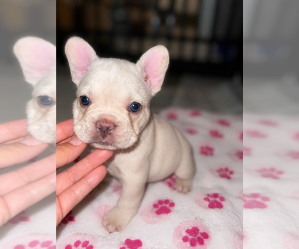 Medium Photo #6 French Bulldog Puppy For Sale in SAN BERNARDINO, CA, USA