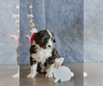 Small Photo #2 Aussiedoodle Miniature  Puppy For Sale in MONTROSE, CO, USA