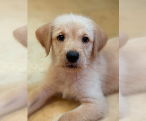Medium Photo #2 Labrador Retriever-Unknown Mix Puppy For Sale in Mount Pleasant, SC, USA