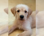 Small #1 Labrador Retriever Mix