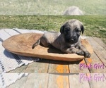 Small Photo #26 Irish Wolfhound-Poodle (Standard) Mix Puppy For Sale in OMAHA, AR, USA