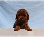 Image preview for Ad Listing. Nickname: Olive