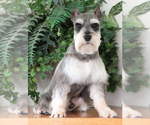 Father of the Schnauzer (Miniature) puppies born on 07/12/2025