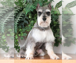 Small Photo #1 Schnauzer (Miniature) Puppy For Sale in SYRACUSE, IN, USA