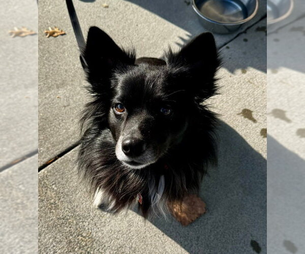 Medium Photo #2 Border Collie-Unknown Mix Puppy For Sale in Fairfax, VA, USA