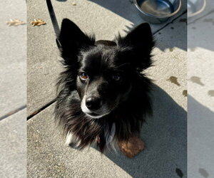 Snoopy *Adopt or Foster* - Male Border Collie-Unknown Mix Dog for Adoption - Photo #2