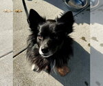 Small #1 Border Collie Mix