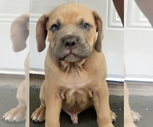 Cane Corso Puppy for sale in NEW CASTLE, PA, USA