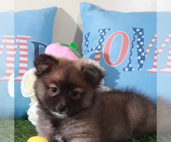 Medium Photo #3 Pomeranian Puppy For Sale in MOUNT VERNON, OH, USA