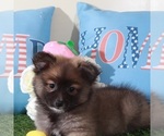 Small #2 Pomeranian