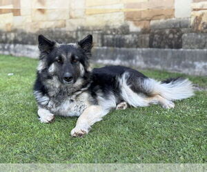 German Shepherd Dog-Unknown Mix Dogs for adoption in PIPE CREEK, TX, USA
