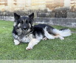 Small German Shepherd Dog Mix