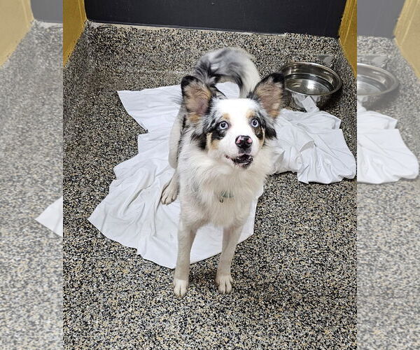 Medium Photo #2 Chihuahua-Unknown Mix Puppy For Sale in Metairie, LA, USA