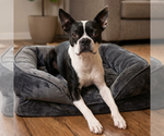 Small Boston Terrier