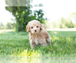Small Photo #8 Goldendoodle (Miniature) Puppy For Sale in WARSAW, IN, USA