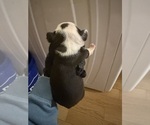 Small #5 Boston Terrier