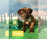 Small Photo #1 Spaniel-Unknown Mix Puppy For Sale in Hillsboro, MO, USA
