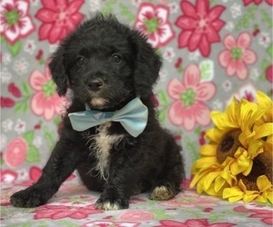 Pembroke Welsh Corgi-Poodle (Miniature) Mix Puppy for sale in LANCASTER, PA, USA
