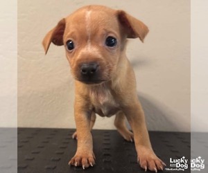 Chihuahua-Unknown Mix Dogs for adoption in Washington, DC, USA