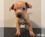 Denzel - Male Chihuahua-Unknown Mix Dog for Adoption - Small photo