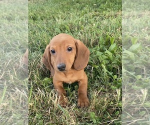 Dachshund Puppy for sale in CANOGA, NY, USA