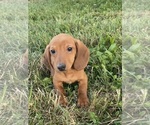 Small Dachshund