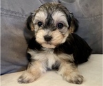 Small Photo #2 Maltipoo Puppy For Sale in SANTA MARIA, CA, USA