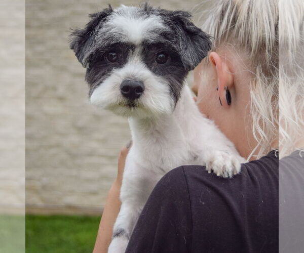 Medium Photo #4 Shih Tzu-Unknown Mix Puppy For Sale in Huntley, IL, USA