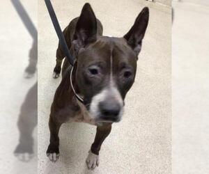 American Pit Bull Terrier-Unknown Mix Dogs for adoption in Riverside, CA, USA
