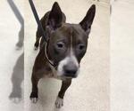 Small American Pit Bull Terrier Mix