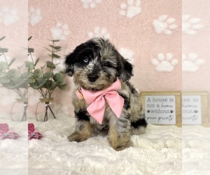 Bernedoodle (Miniature) Puppy for sale in NOBLESVILLE, IN, USA