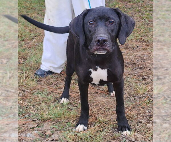 Medium Photo #5 Labrador Retriever-Unknown Mix Puppy For Sale in Wetumpka, AL, USA