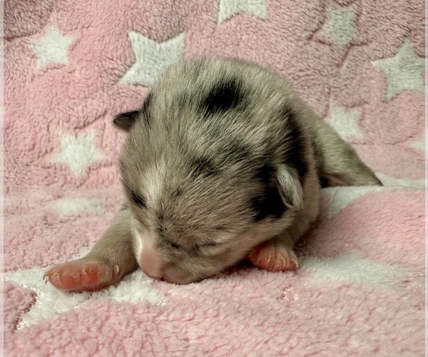 Medium Photo #4 Pomsky-Shiba Inu Mix Puppy For Sale in NASHUA, NH, USA