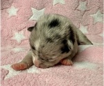 Small #3 Pomsky-Shiba Inu Mix