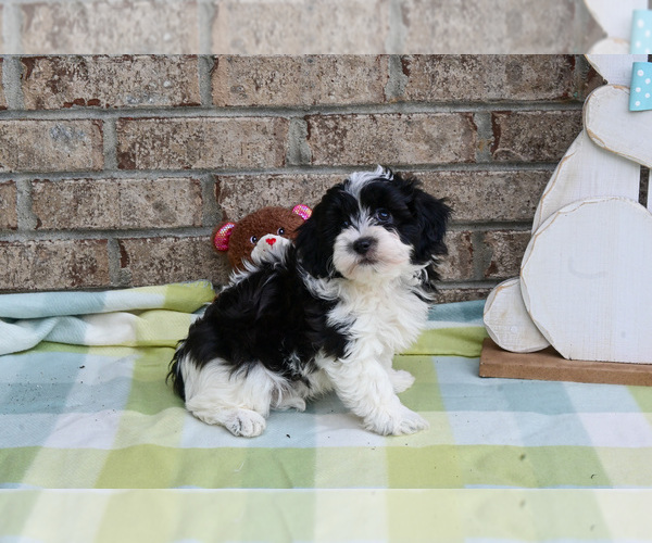 Medium Photo #9 Havapoo Puppy For Sale in GUTHRIE, KY, USA