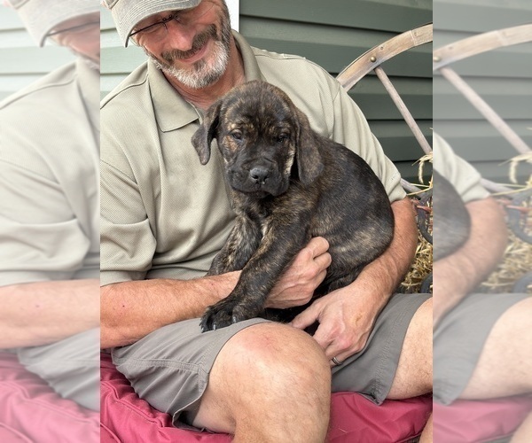 Medium Photo #7 Rotticorso Puppy For Sale in REEVESVILLE, SC, USA