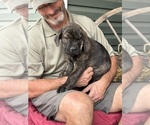 Small Photo #7 Rotticorso Puppy For Sale in REEVESVILLE, SC, USA