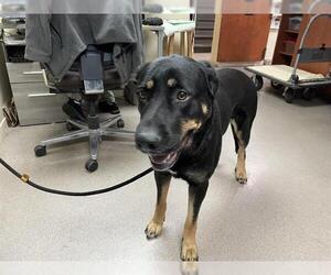 Shepweiller Dogs for adoption in Pasadena, CA, USA