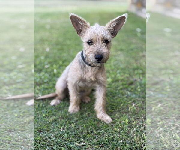 Medium Photo #1 Mutt Puppy For Sale in PIPE CREEK, TX, USA
