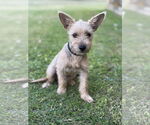 Small Mutt