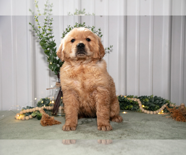 Medium Photo #2 Golden Retriever Puppy For Sale in HOLMESVILLE, OH, USA