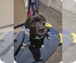 Small Photo #8 Labrador Retriever-Unknown Mix Puppy For Sale in Princeton, MN, USA