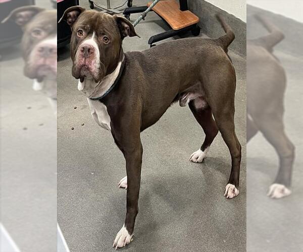 Medium Photo #1 Mutt Puppy For Sale in Forestville, MD, USA