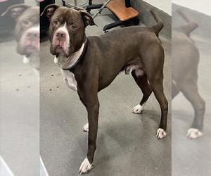 Mutt Dogs for adoption in Forestville, MD, USA