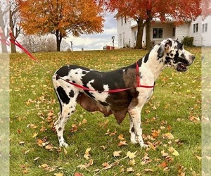 Mother of the Great Dane puppies born on 06/15/2025