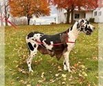 Small Photo #1 Great Dane Puppy For Sale in MIDDLEBURY, IN, USA