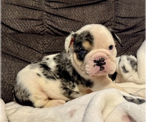 Bulldog Puppy for sale in HINTON, IA, USA
