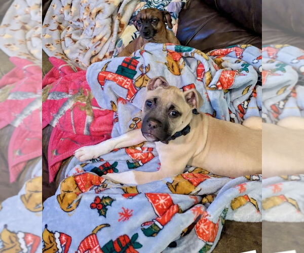 Medium Photo #9 Mutt Puppy For Sale in Mooresville, NC, USA